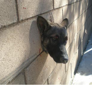 سگ کنجکاو در سوراخ دیوار گیر افتاد