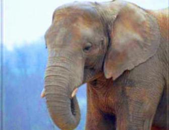 ورود فيلهاي سريلانکايي منوط به صدور گواهي سلامت است 