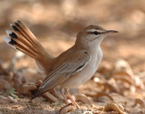 تعداد گونه پرندگان پارک ملی خشکی دریایی بوجاق افزایش یافت 