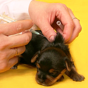 شرحی بر واکسیناسیون در سگ