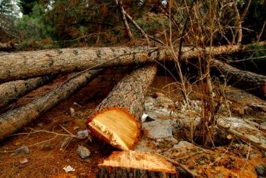 نابودی دهها درخت کهن سال در اراضی عباس آباد 