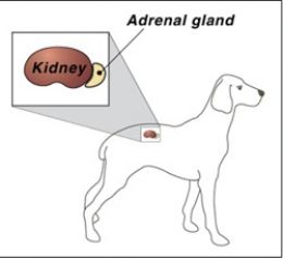 بیماری آدیسون در سگها چیست؟(ترجمه) 