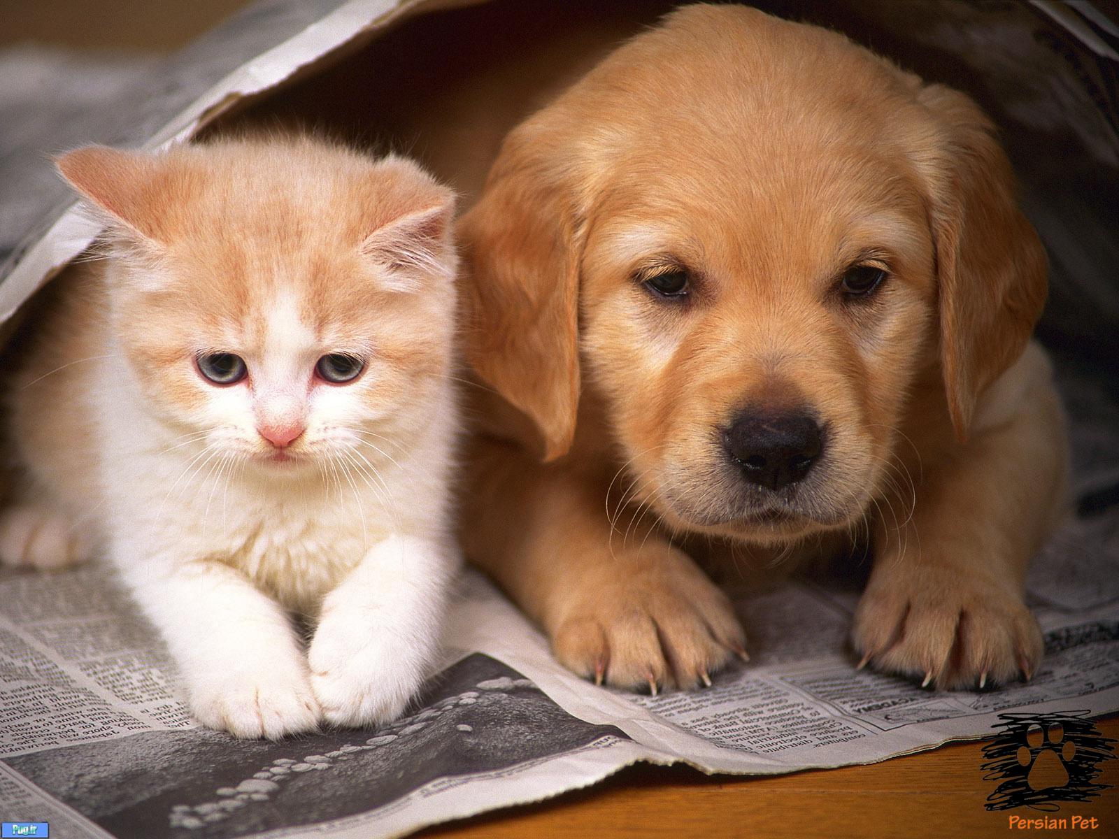 مولتی پک گربه