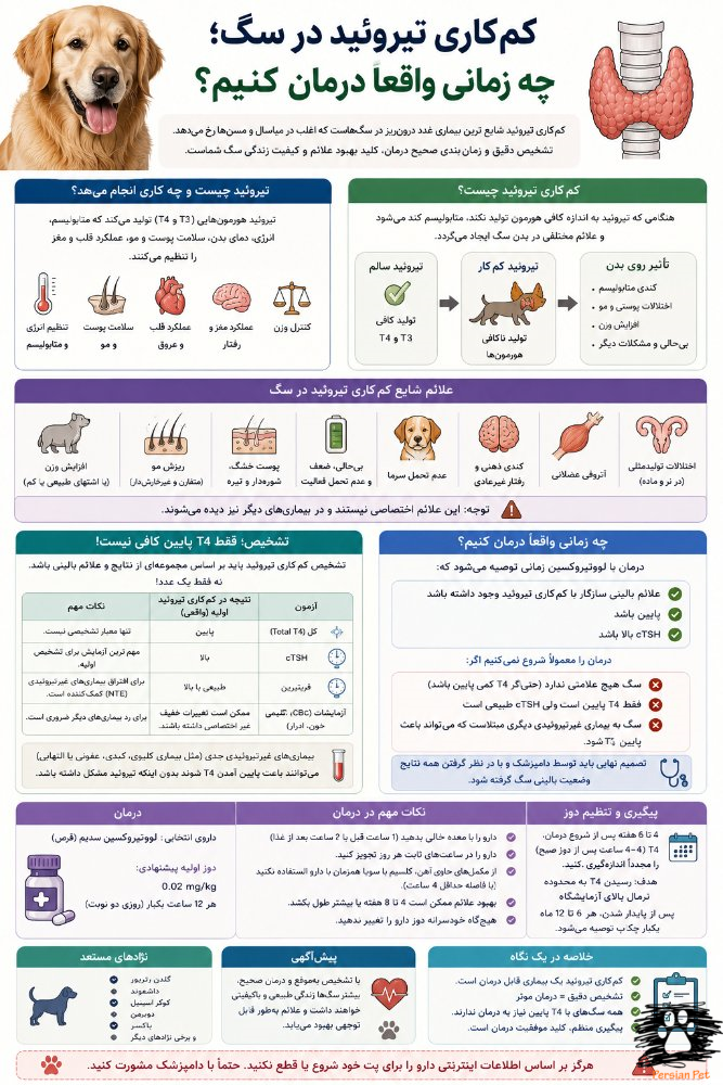 کم‌کاری تیروئید در سگ | چه زمانی واقعاً باید درمان را شروع کنیم؟