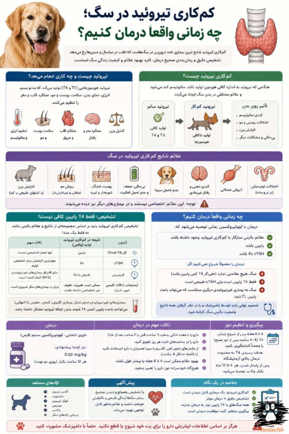 کم‌کاری تیروئید در سگ | چه زمانی واقعاً باید درمان را شروع کنیم؟
