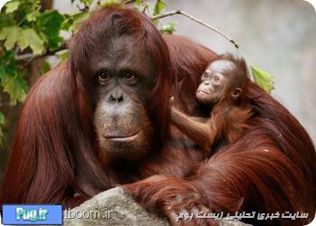 سفر و عاشقی برای  اورانگوتان 
