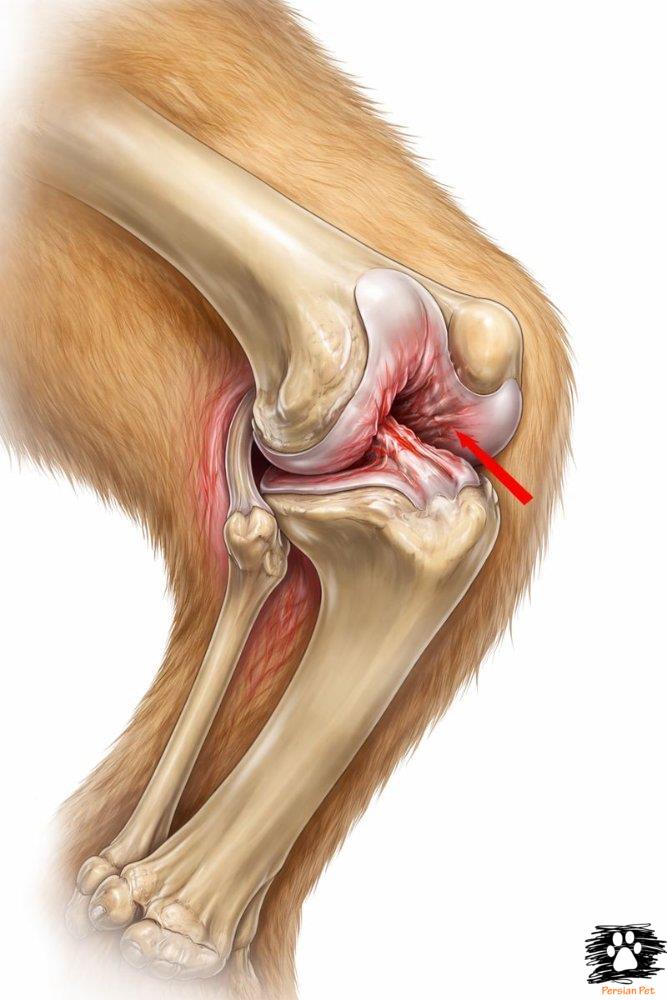 درمان پارگی رباط کروشیت در سگ‌ها؛ جراحی، ترمیم یا درمان محافظه‌کارانه