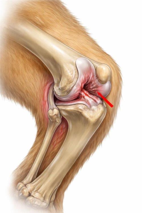 درمان پارگی رباط کروشیت در سگ‌ها؛ جراحی، ترمیم یا درمان محافظه‌کارانه