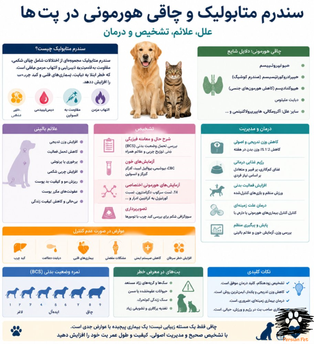 سندرم متابولیک و چاقی هورمونی در سگ و گربه | مدیریت و خطرات برای دامپزشکان