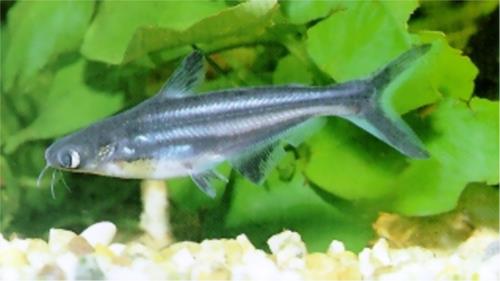 پنگوسی - Pangasius