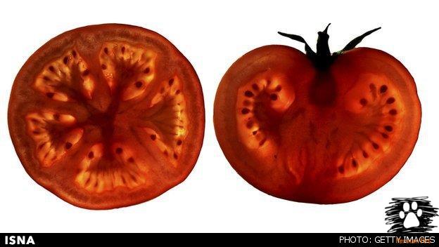 قرص گوجه فرنگی برای درمان بیماری قلبی ساخته شد
