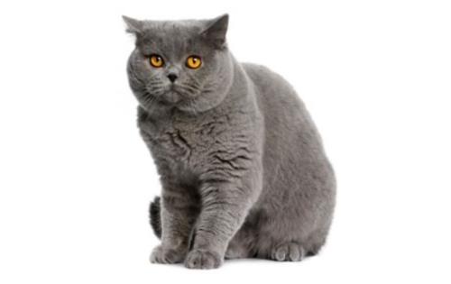  British Shorthairs