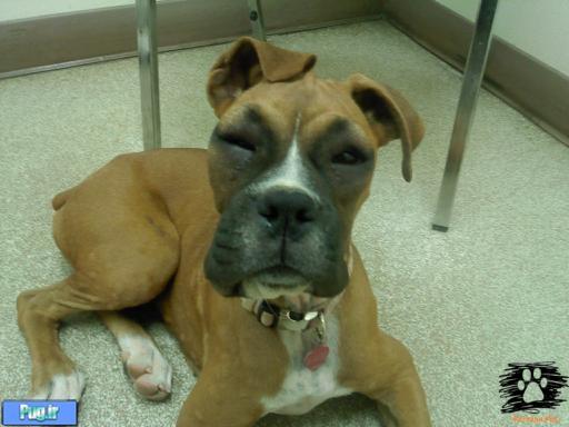 عکس زمانی که زنبور سگ ها را نیش میزند 