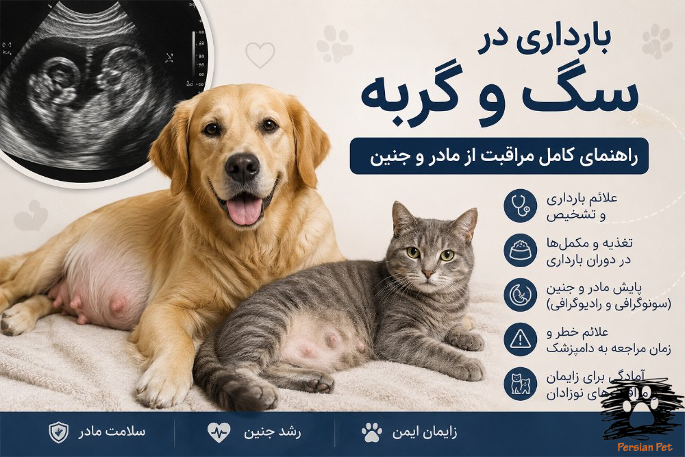 بارداری در سگ و گربه | مراقبت، تغذیه و پایش مادر و جنین        