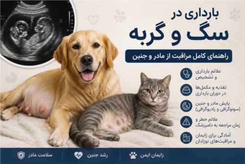 بارداری در سگ و گربه | مراقبت، تغذیه و پایش مادر و جنین        