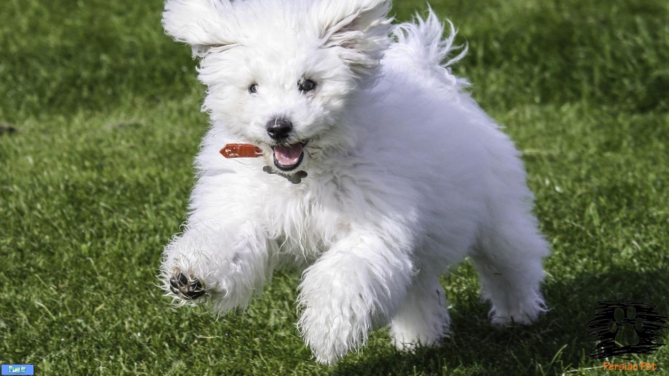  قرص ضدریزش مو مخصوص سگهای دلبندتان