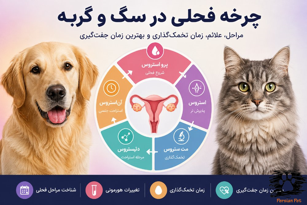 چرخه فحلی در سگ و گربه | مراحل، علائم، زمان تخمک‌گذاری و بهترین زمان جفت‌گیری