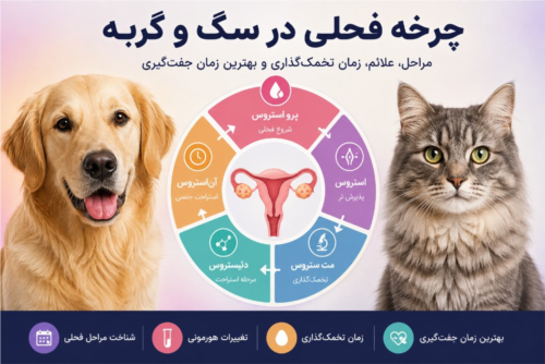 چرخه فحلی در سگ و گربه | مراحل، علائم، زمان تخمک‌گذاری و بهترین زمان جفت‌گیری