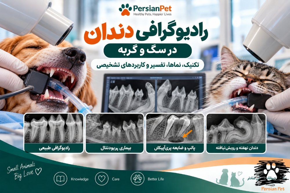 رادیوگرافی دندان در سگ و گربه | تکنیک، نماها، تفسیر و کاربردهای تشخیصی