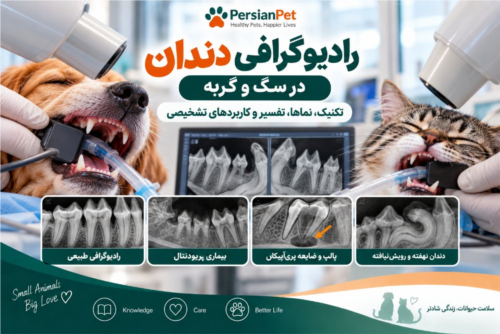 رادیوگرافی دندان در سگ و گربه | تکنیک، نماها، تفسیر و کاربردهای تشخیصی