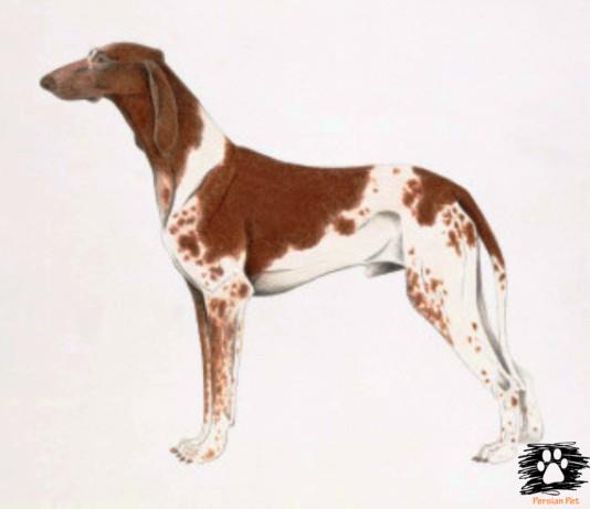 براک دوپوی (Braque Dupuy)