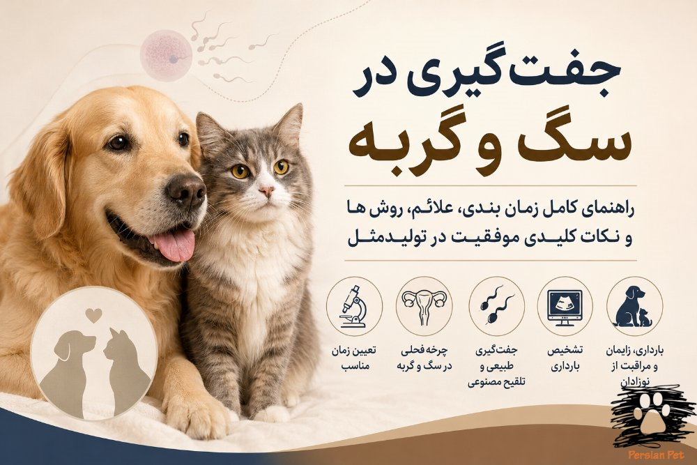 جفت‌گیری در سگ و گربه | بهترین زمان، مراحل جفت‌گیری، Tie و افزایش شانس بارداری