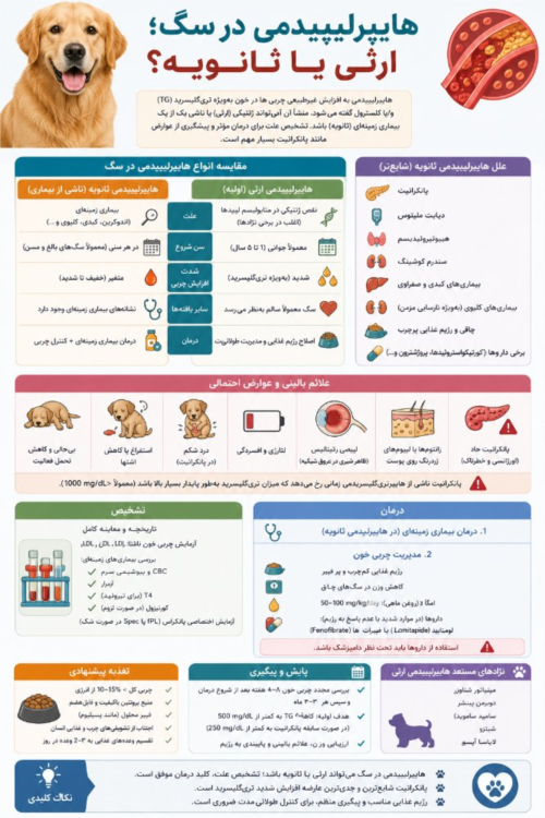 هیپرلیپیدمی در سگ | تفاوت نوع ارثی و ثانویه، تشخیص و درمان