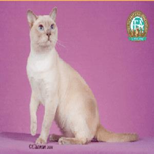Tonkinese
