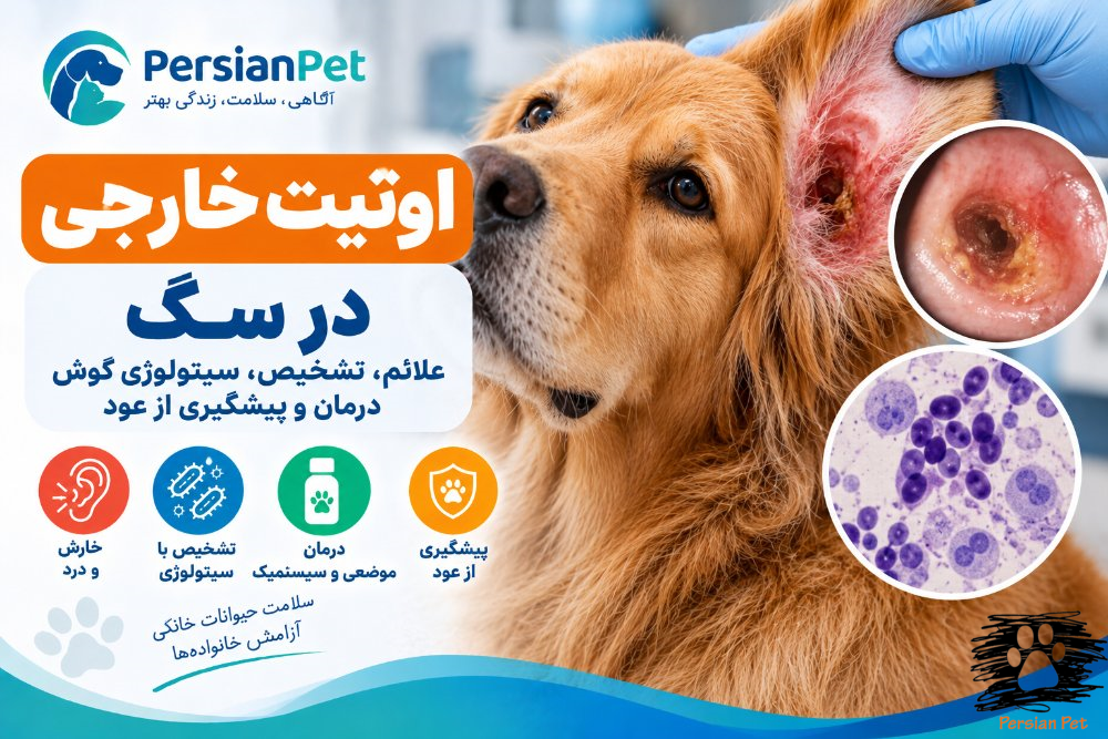 اوتیت خارجی در سگ؛ علائم، تشخیص و درمان عفونت گوش