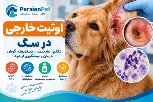 اوتیت خارجی در سگ؛ علائم، تشخیص و درمان عفونت گوش