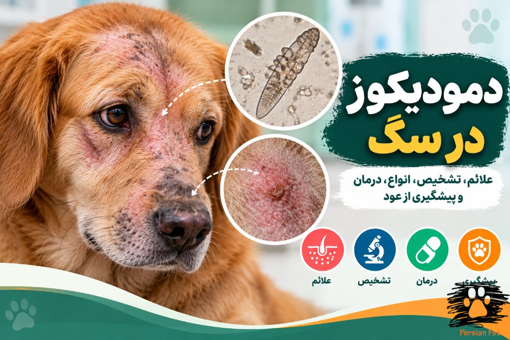 دمودیکوز در سگ | علائم، تشخیص، درمان و پیشگیری از عود