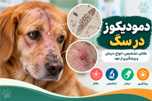 دمودیکوز در سگ | علائم، تشخیص، درمان و پیشگیری از عود