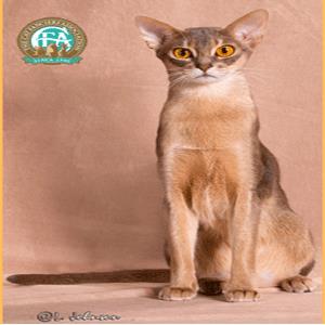 Abyssinian