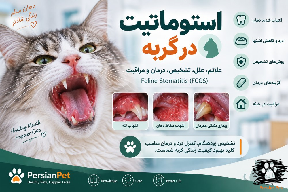استوماتیت در گربه | علائم، علل، تشخیص، درمان و مراقبت
