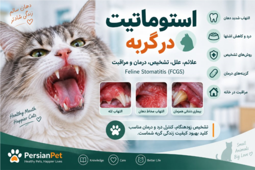 استوماتیت در گربه | علائم، علل، تشخیص، درمان و مراقبت