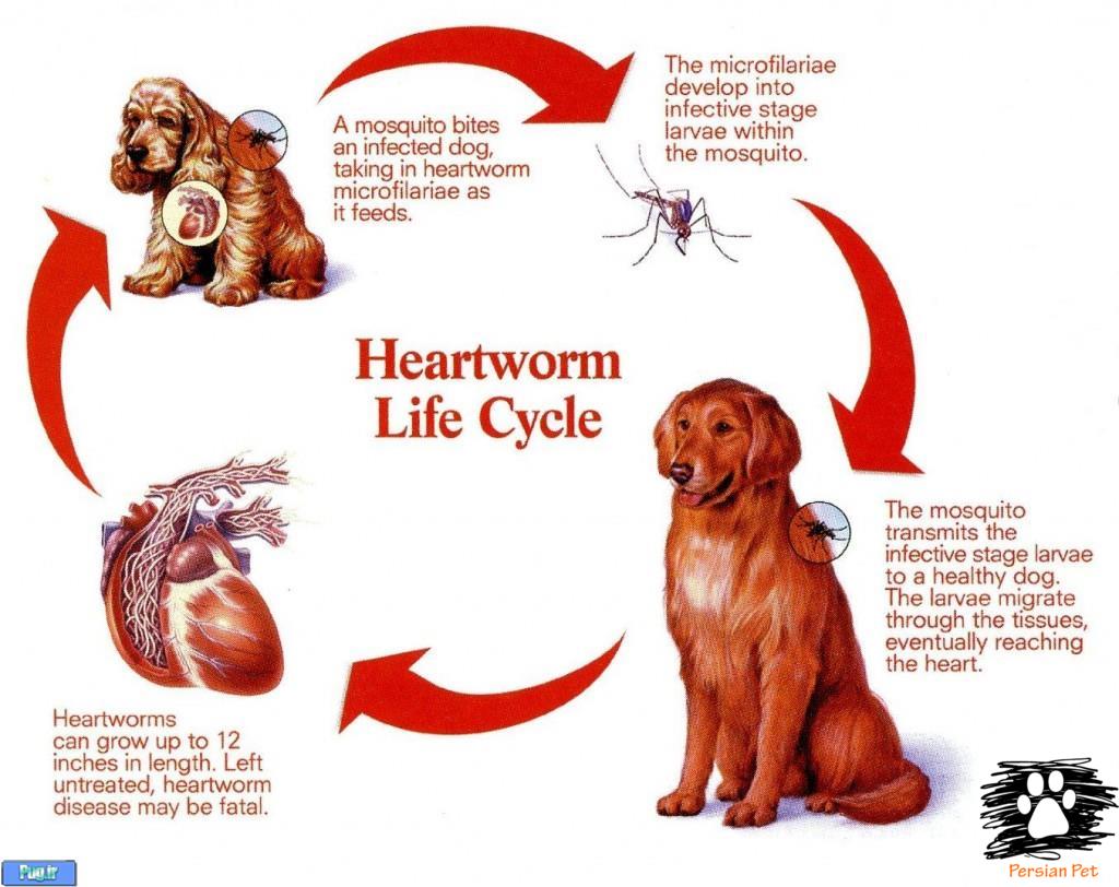 کرم قلب سگ