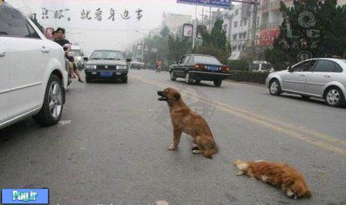 وقتی با حیوانی تصادف کردیم، چه کنیم؟