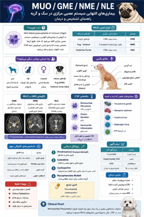 MUO، GME و NME در سگ و گربه | MRI، CSF و درمان