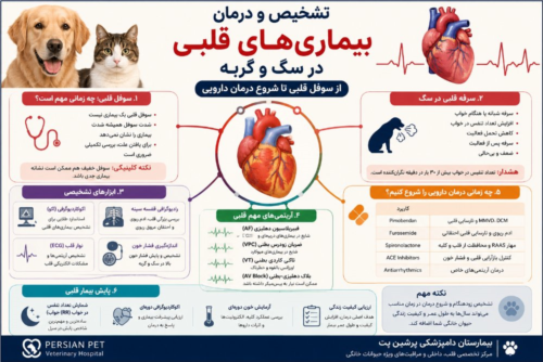 تشخیص و درمان بیماری‌های قلبی در سگ و گربه؛ از سوفل قلبی تا شروع درمان دارویی