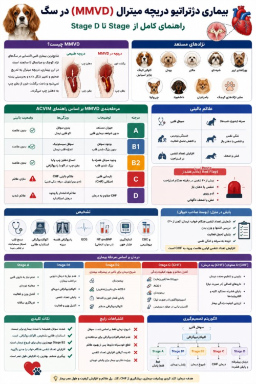بیماری دژنراتیو دریچه میترال (MMVD) در سگ | راهنمای کامل Stage A تا D