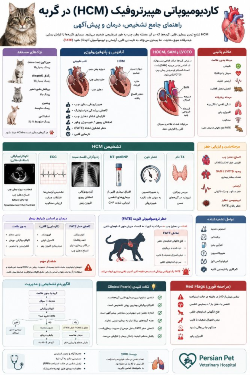 کاردیومیوپاتی هیپرتروفیک (HCM) در گربه | تشخیص، درمان، FATE و پیش‌آگهی