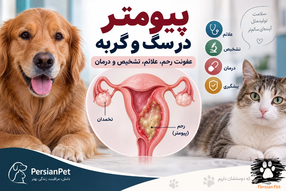 پیومتر در سگ و گربه | عفونت رحم، علائم، تشخیص و درمان