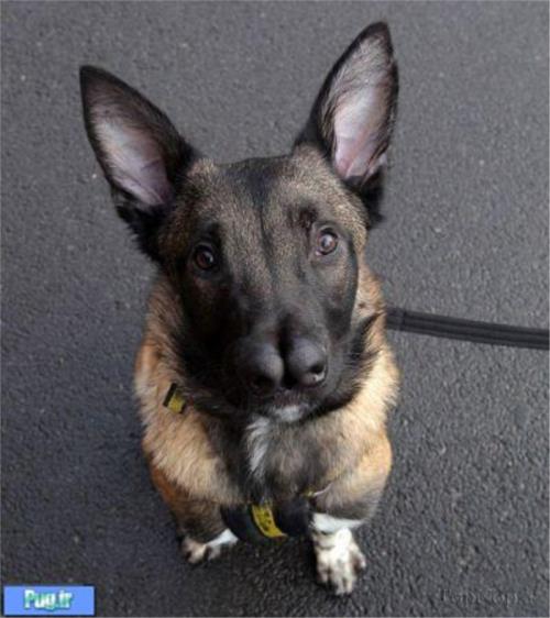 سگی با دو بینی ! 