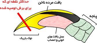 ناخن گیر انبری فلامینگو مخصوص سگ