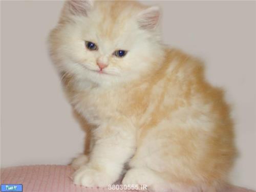 فروش گربه پرشین 