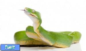 نگهداری از پیتون سبز درختی (Green Tree Python) (Morelia viridis)