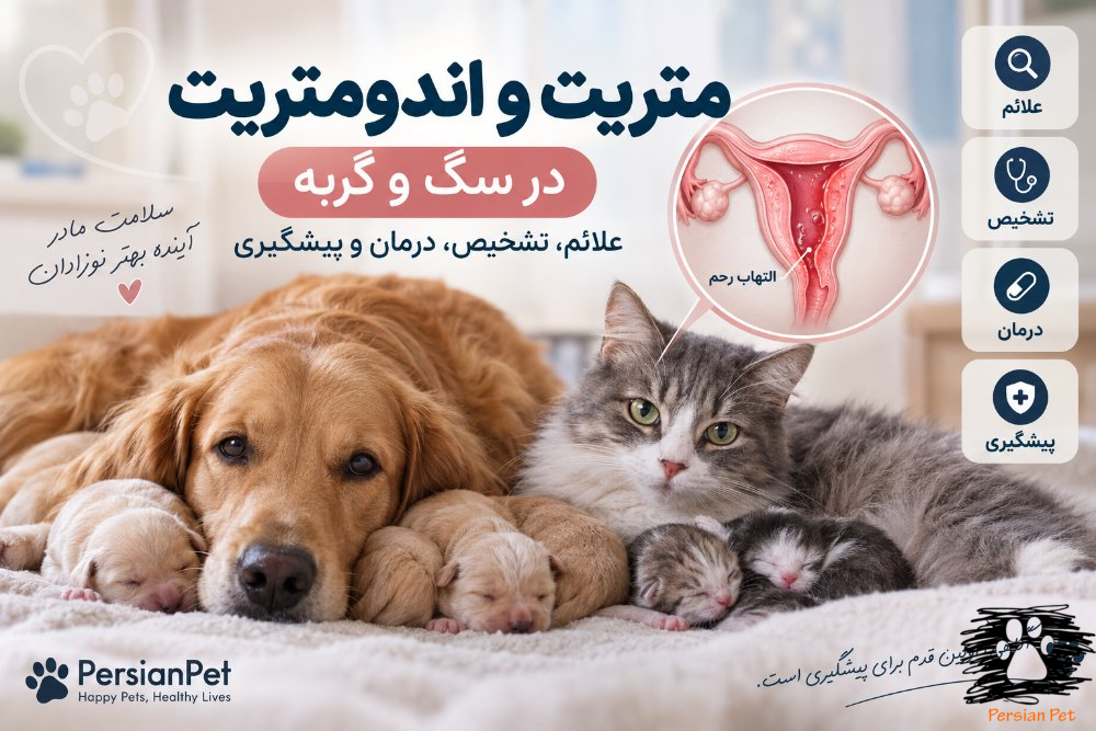 متریت و اندومتریت در سگ و گربه | علائم، تشخیص، درمان و پیشگیری