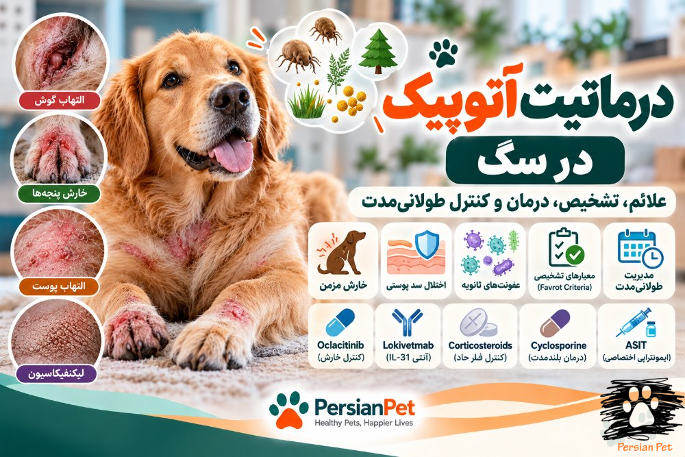 درماتیت آتوپیک در سگ | علائم، تشخیص، درمان و کنترل طولانی‌مدت