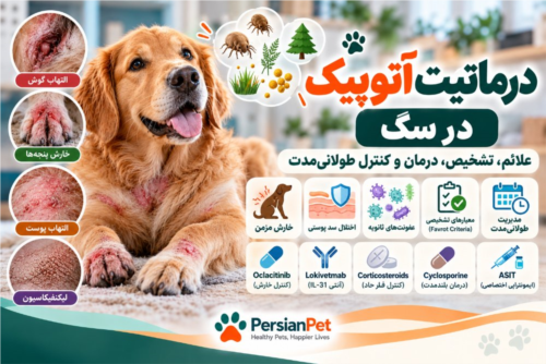 درماتیت آتوپیک در سگ | علائم، تشخیص، درمان و کنترل طولانی‌مدت