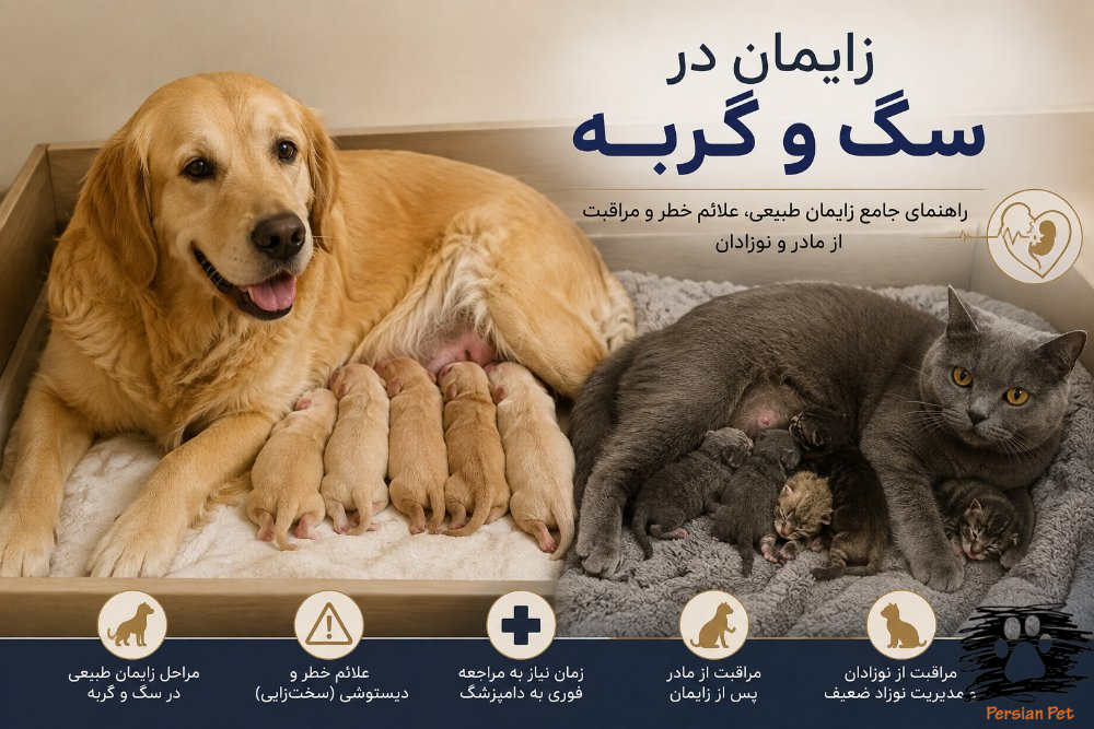 زایمان در سگ و گربه | مراحل زایمان طبیعی، علائم خطر، دیستوشی و مراقبت از مادر و نوزاد